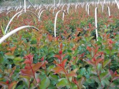 現在紫薇基地的紫薇樹多少錢一顆？