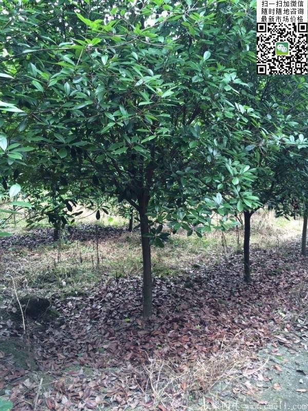 紅葉石楠樹--長景園林 紅葉石楠樹--長景園林