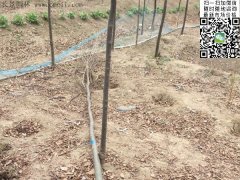 你還在為買櫸樹四處奔波嗎？那你就out了，告訴