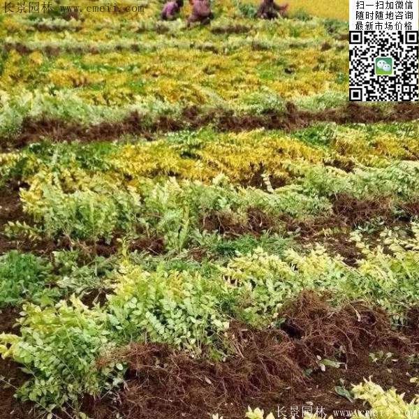 金葉女貞--長景園林 金葉女貞--長景園林