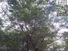 櫸樹不管是在綠化界，還是在建筑界都會令你刮