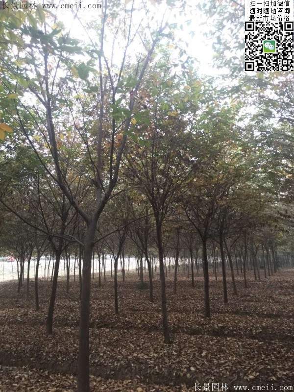 沭陽(yáng)櫸樹(shù)