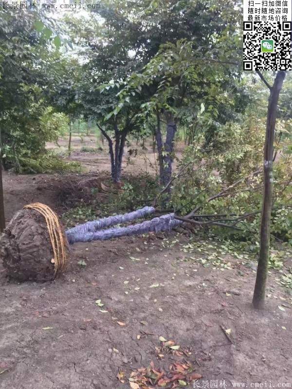 櫸樹(shù)綠化 櫸樹(shù)綠化