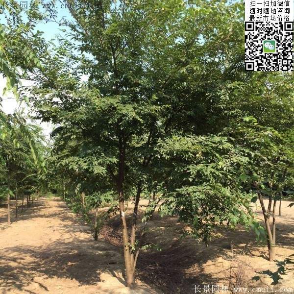 櫸樹(shù)綠化 櫸樹(shù)綠化