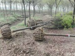 櫸樹還有這一層意思??！到底是“種櫸”還是“