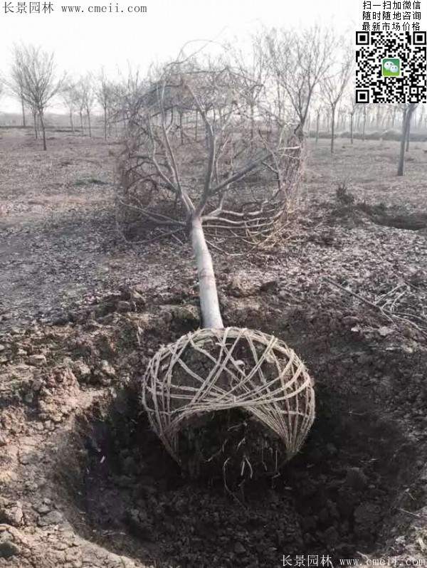 沭陽(yáng)精品櫸樹(shù) 沭陽(yáng)精品櫸樹(shù)