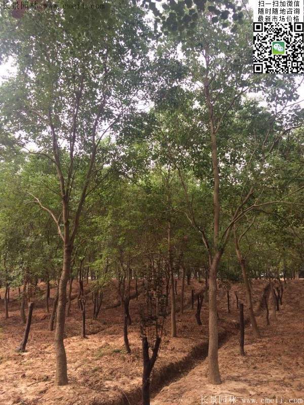 沭陽(yáng)精品櫸樹(shù) 沭陽(yáng)精品櫸樹(shù)