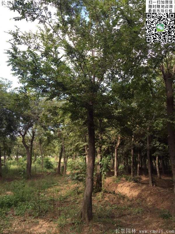 沭陽(yáng)精品櫸樹(shù) 沭陽(yáng)精品櫸樹(shù)