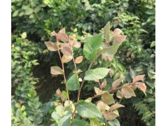 紅櫸與櫸樹有什么不同？