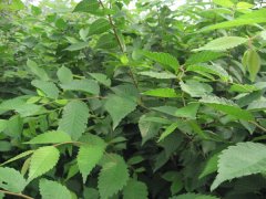 想知道2016年銷售最火的櫸樹是多大的嗎？