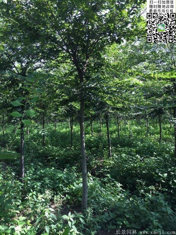 6-10公分胸徑的櫸樹價(jià)格 6-10公分胸徑的櫸樹價(jià)格