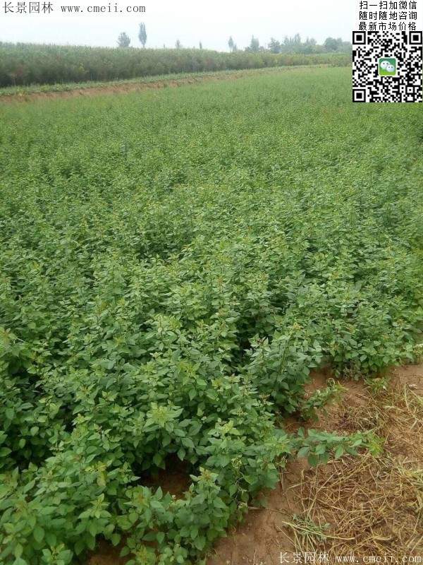 連翹--長景園林 連翹--長景園林