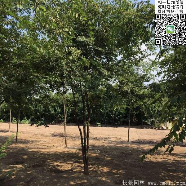 大規格櫸樹 大規格櫸樹