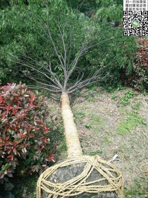 沭陽(yáng)大櫸樹(shù) 沭陽(yáng)大櫸樹(shù)