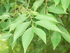 專家提醒：櫸樹和樸樹不是同一種樹嗎？