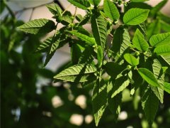 櫸樹為什么又叫作血櫸，這其中有什么奧秘嗎?