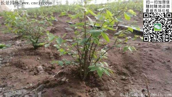 衛(wèi)矛--長(zhǎng)景 衛(wèi)矛--長(zhǎng)景