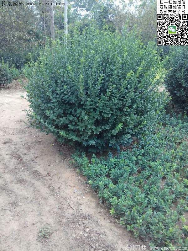 衛(wèi)矛--長(zhǎng)景 衛(wèi)矛--長(zhǎng)景