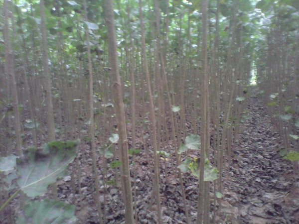 楊樹苗多少錢一棵？