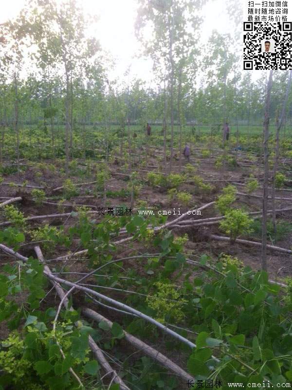 楊樹苗多少錢一棵？