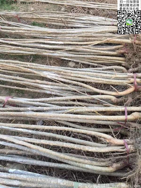 楊樹苗多少錢一棵？