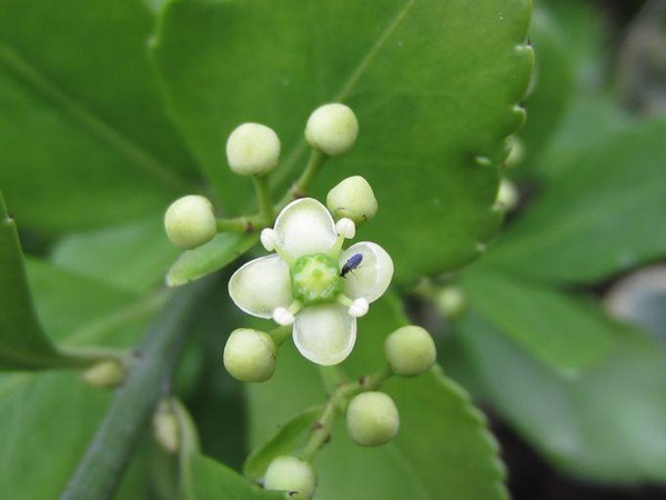 衛(wèi)矛--長(zhǎng)景園林 衛(wèi)矛--長(zhǎng)景園林