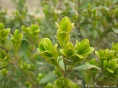 專家分析2016年下半年小葉黃楊多少錢一株？