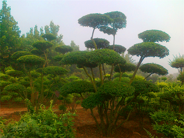 造型小葉女貞--長(zhǎng)景園林 造型小葉女貞--長(zhǎng)景園林
