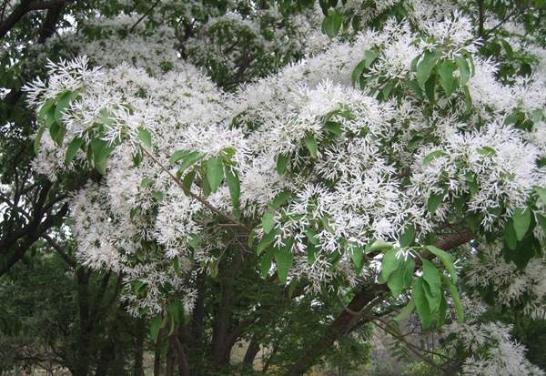沭陽流蘇樹 沭陽流蘇樹