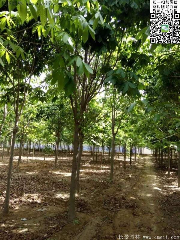 流蘇樹照片 流蘇樹照片