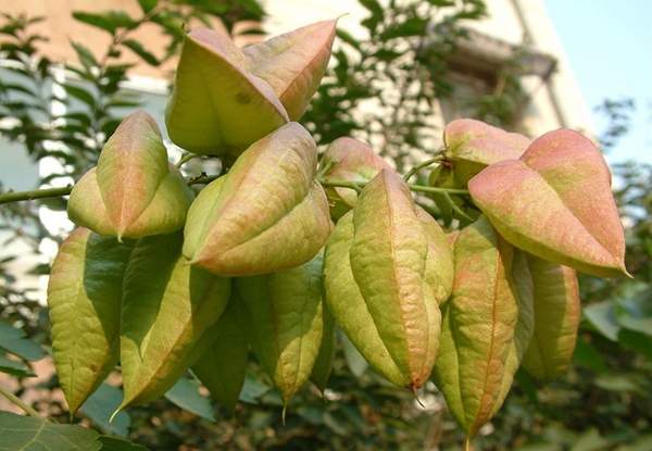 沭陽欒樹 沭陽欒樹