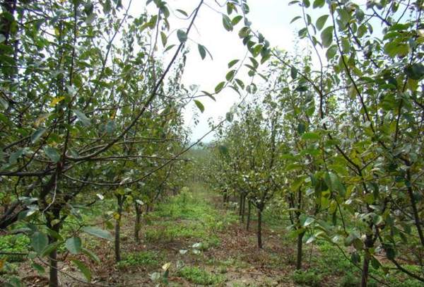 木瓜樹綠化、經(jīng)濟(jì)價(jià)值 木瓜樹綠化、經(jīng)濟(jì)價(jià)值