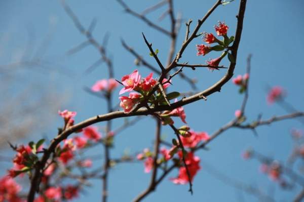 木瓜樹綠化、經(jīng)濟(jì)價(jià)值 木瓜樹綠化、經(jīng)濟(jì)價(jià)值