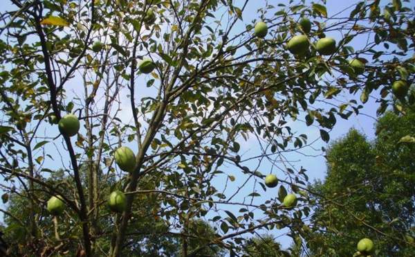 木瓜樹綠化、經(jīng)濟(jì)價(jià)值 木瓜樹綠化、經(jīng)濟(jì)價(jià)值