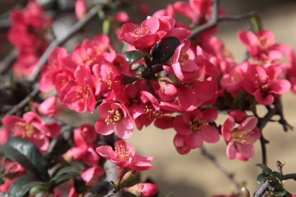 沭陽(yáng)的木瓜樹(shù)