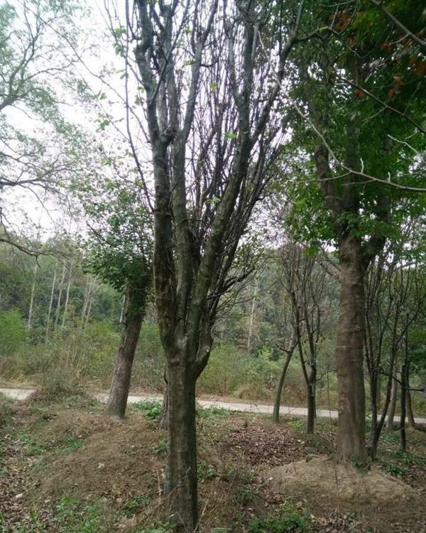 沭陽(yáng)的木瓜樹(shù)