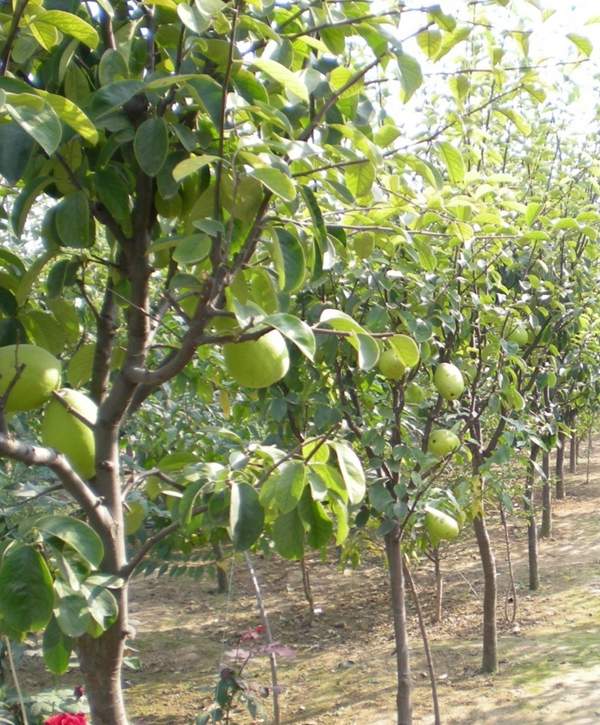 木瓜樹(shù)種植