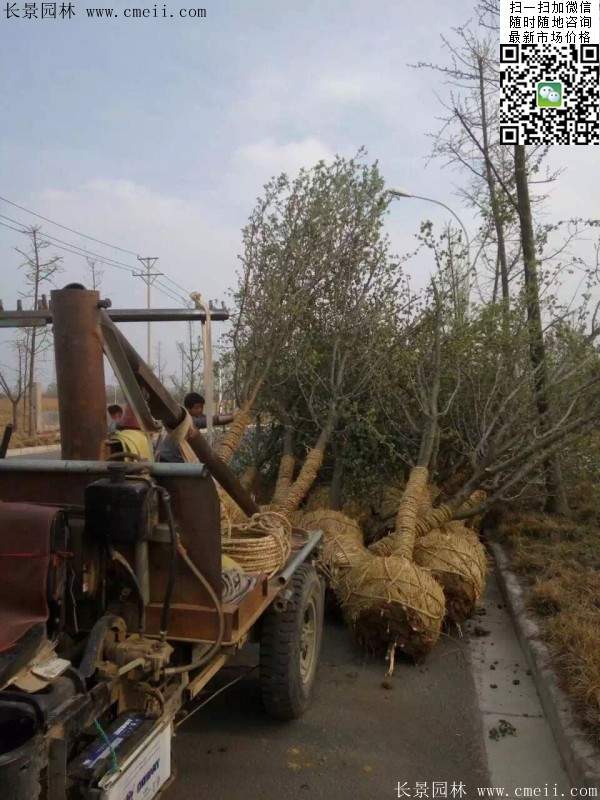 木瓜大樹 木瓜大樹