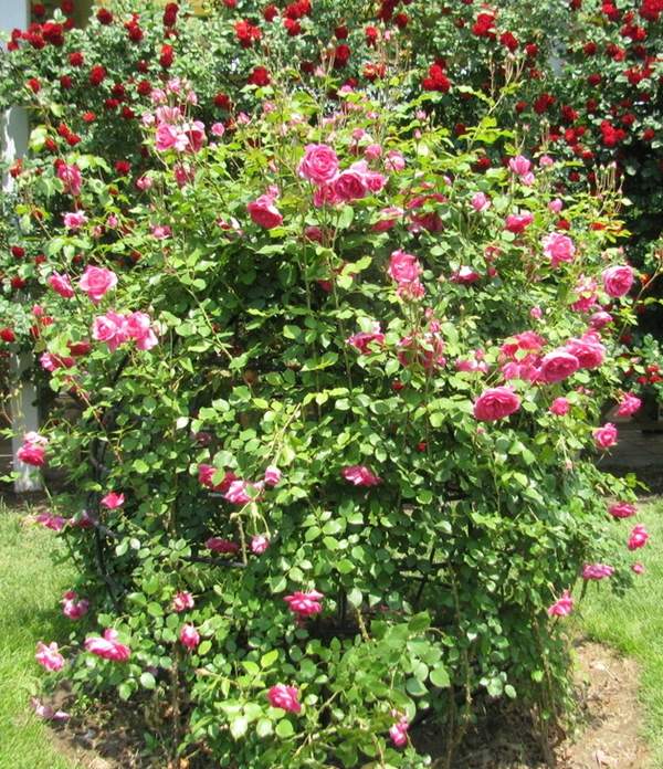 2016薔薇花多少錢一棵 2016薔薇花多少錢一棵