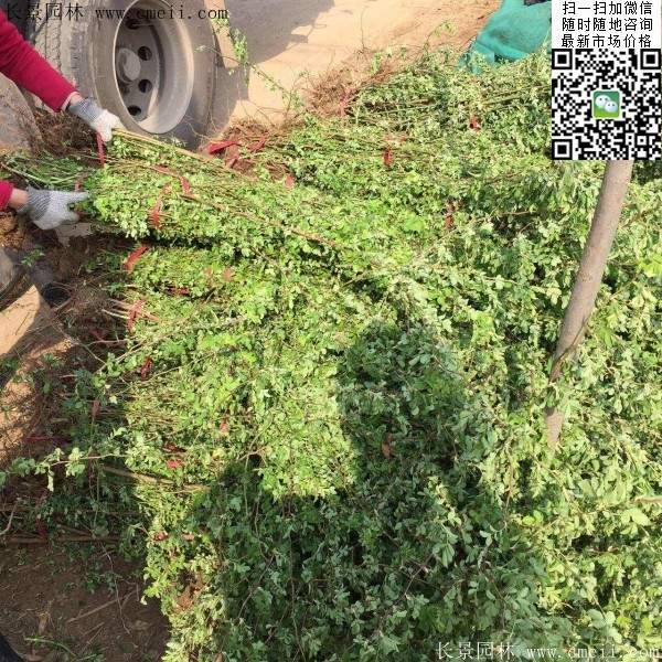 2016薔薇花多少錢一棵 2016薔薇花多少錢一棵