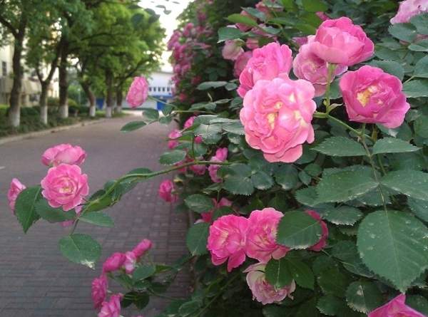 沭陽薔薇花 沭陽薔薇花
