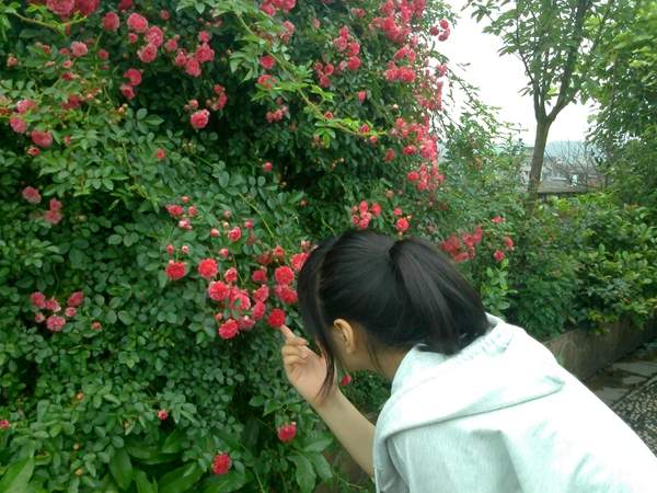 沭陽薔薇花 沭陽薔薇花