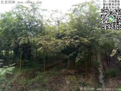 珍貴的紅櫸樹在我這，只珍不貴！