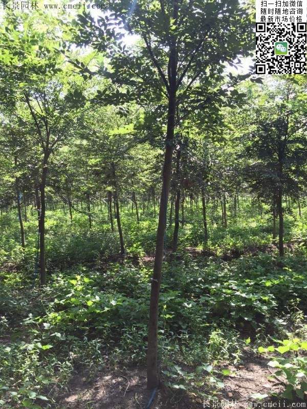 櫸樹哪里便宜？麻煩推薦一家大型，有誠(chéng)信的單位！