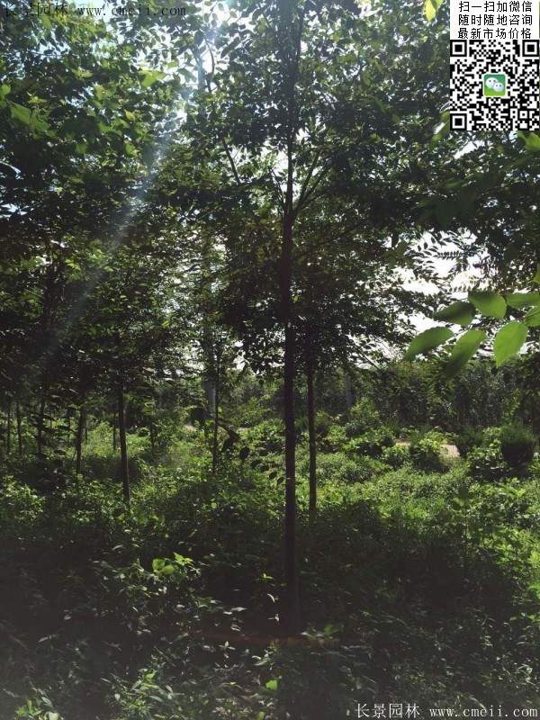 櫸樹哪里便宜？麻煩推薦一家大型，有誠(chéng)信的單位！