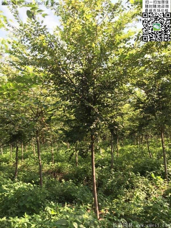 櫸樹哪里便宜？麻煩推薦一家大型，有誠(chéng)信的單位！