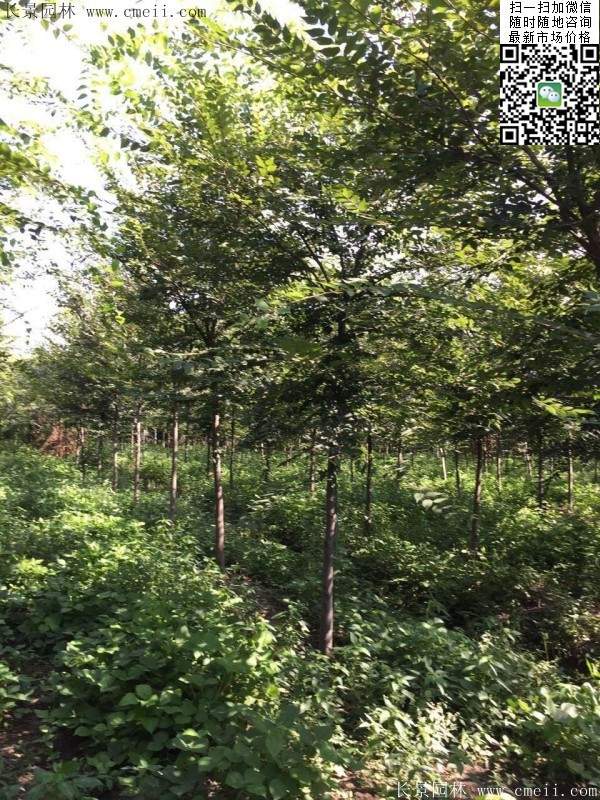櫸樹哪里便宜？麻煩推薦一家大型，有誠(chéng)信的單位！