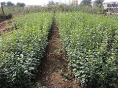 16年下半年流蘇樹價(jià)格走勢怎么樣，現(xiàn)價(jià)格在是多