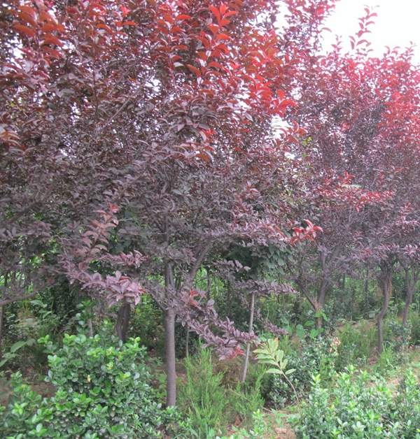 紫葉李基地 紫葉李基地