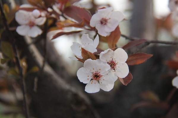 紫葉李的顏色 紫葉李的顏色